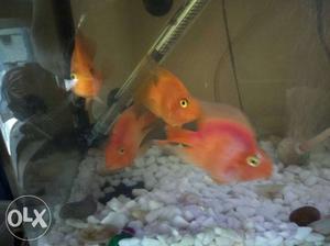 2 red and 2 yellow parrotfish...urgent sell...