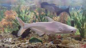 2 white aquarium shark for sale or exchange with an