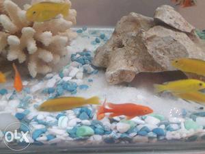 22 Nos Cichlids colour Fish for Sale