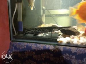 24cm aligetar gar fish