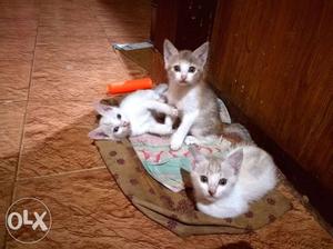 3 Kittens for sale. Ponkunnam