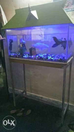 3 ft tank with roof.stone,motor,fish food,