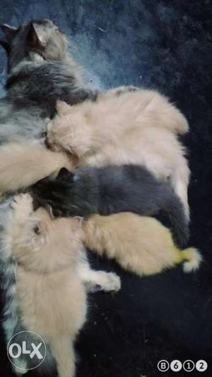 3 months old kittens avaliable loc: ponnani