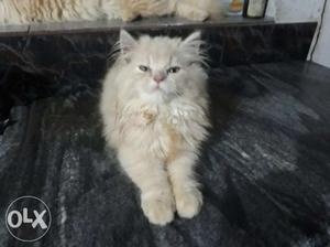 3month semipunch persian kitten urgent sale