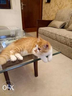 4.5 months old pure persian male... double coat.. all
