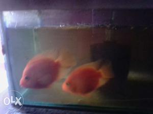 4 cichlid for sale 2 red and two yellow,selling
