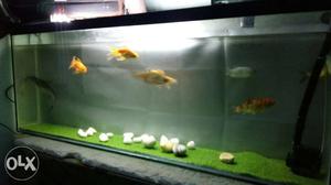 4 feet aquarium with fish