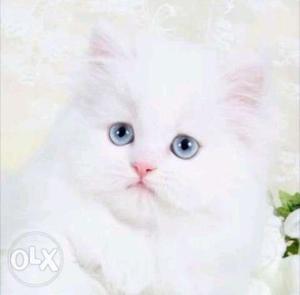 4 mnths old pure white female persian cat with