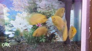 (7 Severum Fish) 6 gold and 1 black 2.5 to 3.0