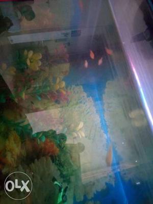 7 gippi fish at 50 only