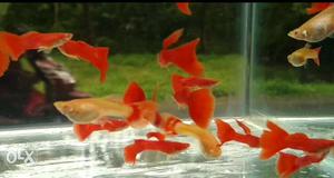 Albino full redbreeding pair wholesalecall