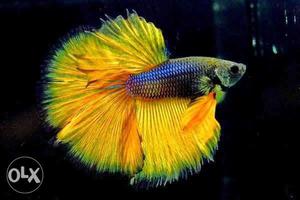 All Types Betta Available Imp From Thailand