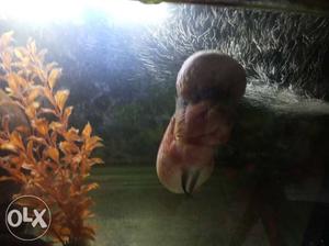 Aquarium, Kamfa flower horn fish, male large