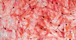 Artemia cyst/ Brine shrimp eggs with 80% hatching