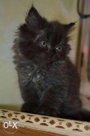 Baby persian cat for sale...black and white