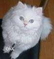 Beautiful Persian kittens for sale in Gurgon Pets hop call