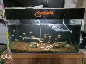 Big aquarium with black coloured shed, filter,