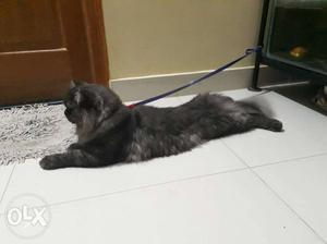 Black And Gray male Cat full friendly
