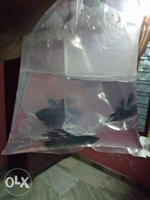 Black Clowntail betta Import From Thailand