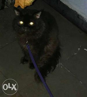 Black Persian cat urgently sale male 1year old