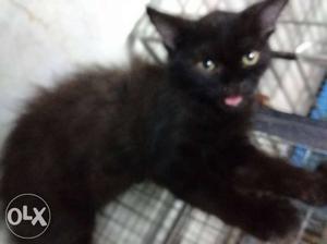 Black persian kitten agent sell