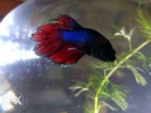 Blue And Red Betta fish male