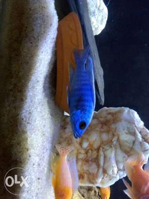 Blue Cichlid fish pair for sale 3.5" inches
