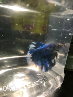 Blue White Mixed Betta Fish available for sales