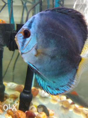 Blue discus big size very active