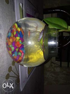 Bowl With Betta,shark,mafh