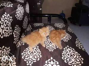 Brown persian kittens one month old