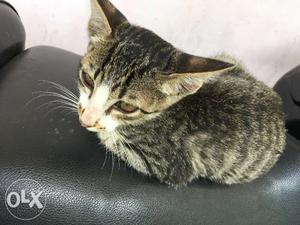 Cat for sell, a baby cat is for sell in dehradun,