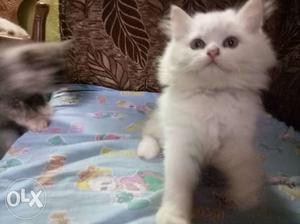 Cat persian kitten pure breed thick for sale