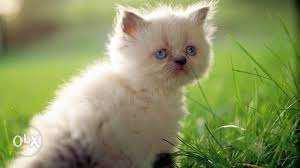 Color point pure Persian kitten available for