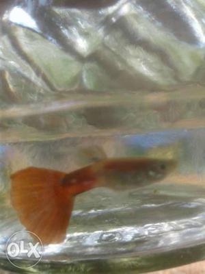 Colour tail Guppys. Pair Rs.10/- only
