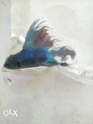 Crown Double tail betta