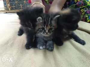 Cute little kittens of persian breed each worth .