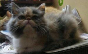 Dilute calico Persian Cat