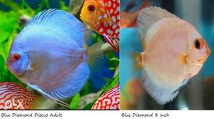Discus 2.5 inch to 3 inch