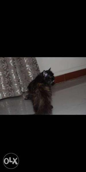 Doll face Persian female cat 11 months old