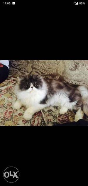Exotic long hair Extreme punch Persian Male