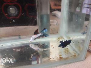 Fancy betta male and double tail blue female