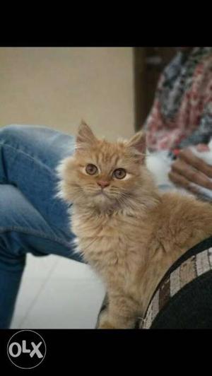 Female Persian Cat. loving cat. Want to sell