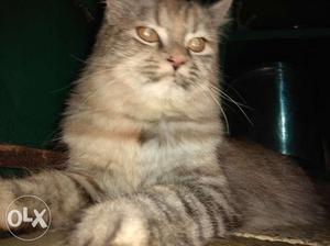 Female Persian cat available
