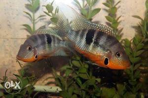 Firemouth cichlid breeding pair, healthy &