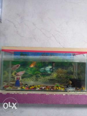 Fish Aqveriyam jar