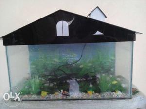 Fish Tank with filter and bulb. It also comes