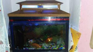 Fish aquariam only fish tank new condition 1/1-2