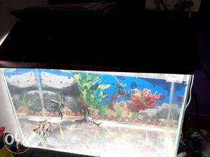 Fish aquarium 2 feet with light top cover 4 big angel 3