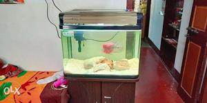 Fish tank, motor and lights. with flowerhorn fish
